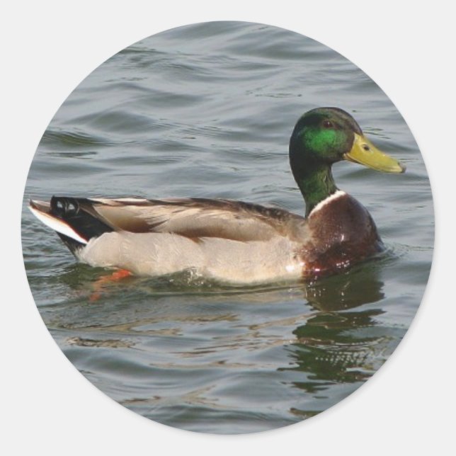 Mallard Duck Runder Aufkleber (Vorderseite)