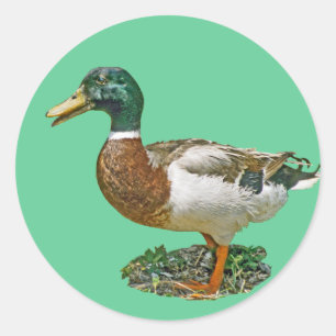Mallard Duck Runder Aufkleber