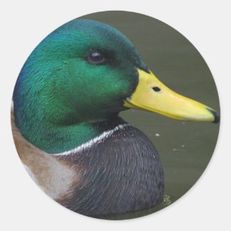 Mallard Duck Runder Aufkleber