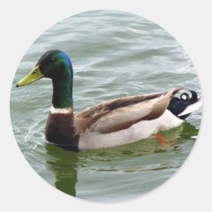 Mallard Duck Runder Aufkleber