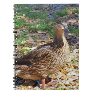 Mallard Duck Spiral Foto Notebook Notizblock