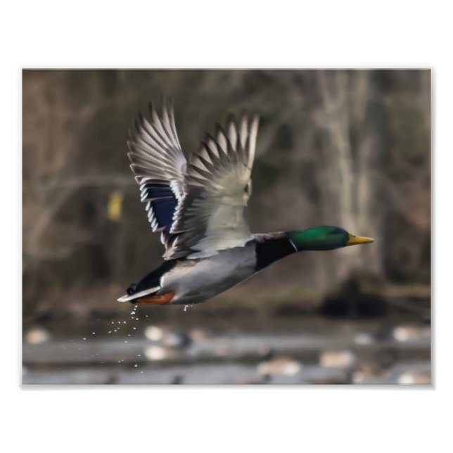 Mallard Duck startet Print Fotodruck (Vorne)