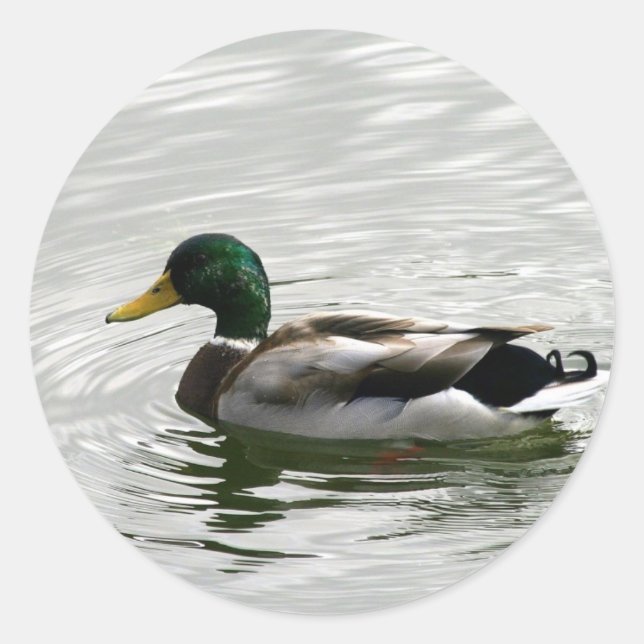 Mallard Duck Stickers (Vorderseite)
