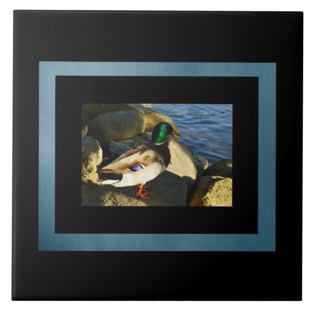 Mallard Duck Tile Fliese (Vorderseite)
