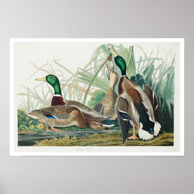 Mallard Duck von Audubon Poster (Vorne)