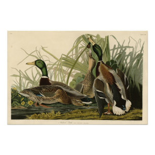 Mallard Duck von Audubon's Birds of America Fotodruck