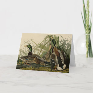 Mallard Duck von Audubon's Birds of America Karte