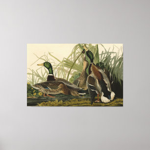Mallard Duck von Audubon's Birds of America Leinwanddruck
