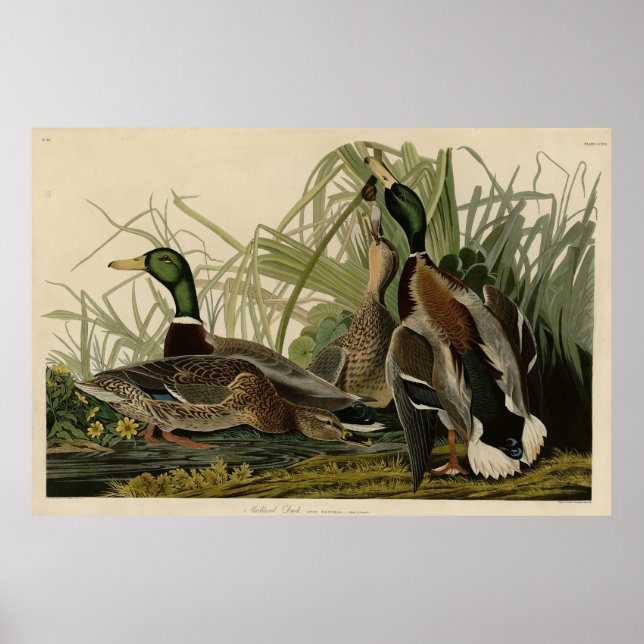 Mallard Duck von Audubon's Birds of America Poster (Vorne)