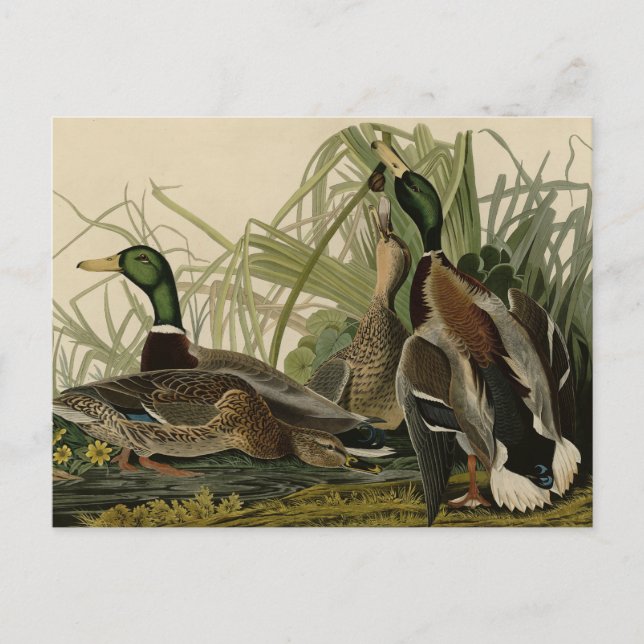 Mallard Duck von Audubon's Birds of America Postkarte (Vorderseite)