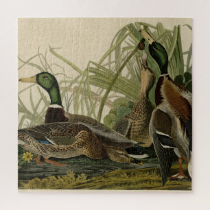 Mallard Duck von Audubon's Birds of America Puzzle
