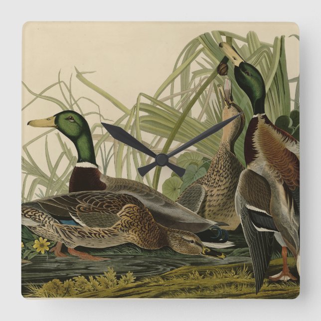Mallard Duck von Audubon's Birds of America Quadratische Wanduhr (Vorderseite)
