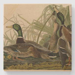 Mallard Duck von Audubon's Birds of America Steinuntersetzer