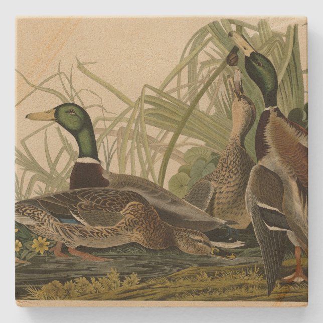 Mallard Duck von Audubon's Birds of America Steinuntersetzer (Vorderseite)
