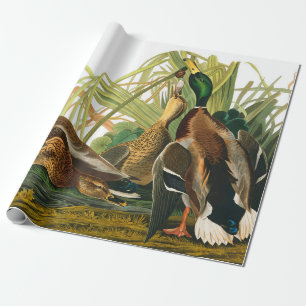 Mallard Duck von John James Audubon Geschenkpapier