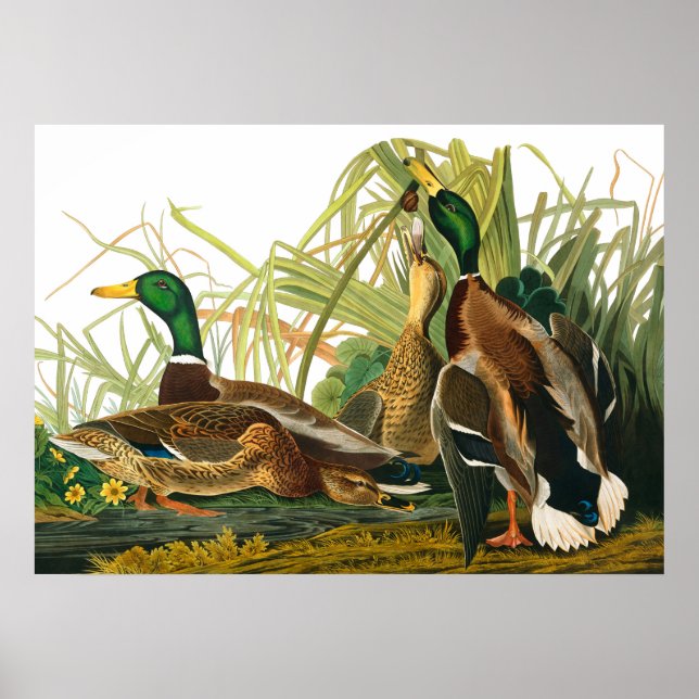 Mallard Duck von John James Audubon Poster (Vorne)