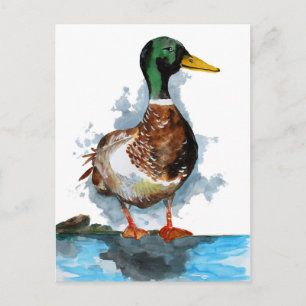 Mallard Duck Watercolor Postkarte
