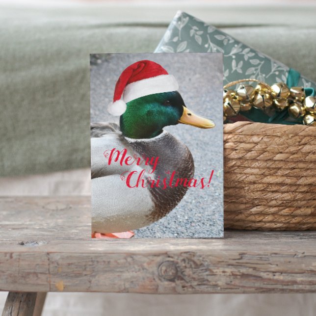 Mallard Duck Wearing Red Weihnachtsmannmütze Holid Postkarte (In Situ)