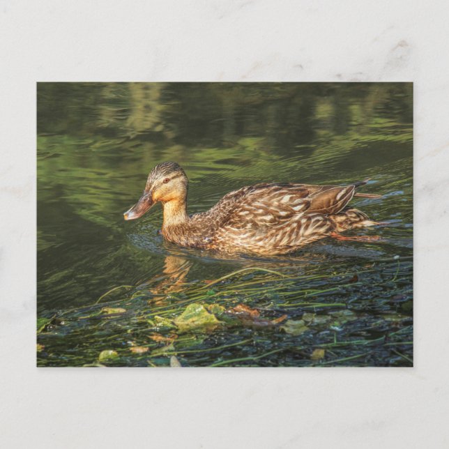 Mallard Duck (weiblich) Postkarte (Vorderseite)