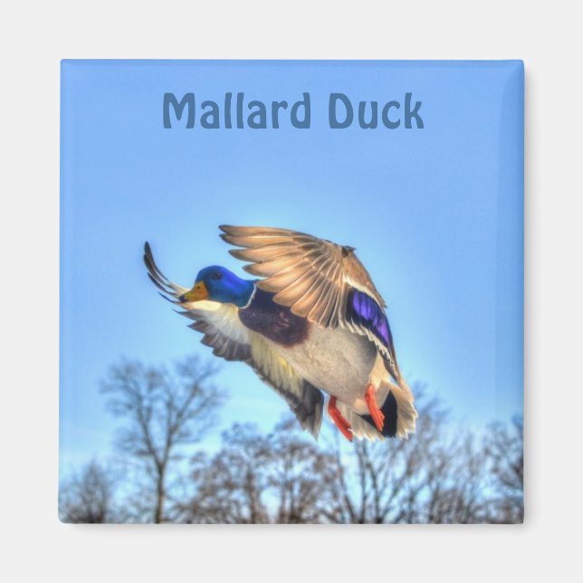 Mallard Duck Wildlife Foto für Vogelliebhaber Magnet (Vorne)