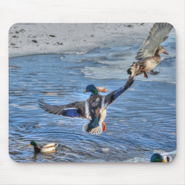 Mallard Duck Wildlife Foto für Vogelliebhaber Mousepad (Vorne)