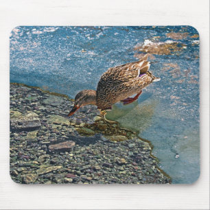 Mallard Duck Wildlife Foto für Vogelliebhaber Mousepad