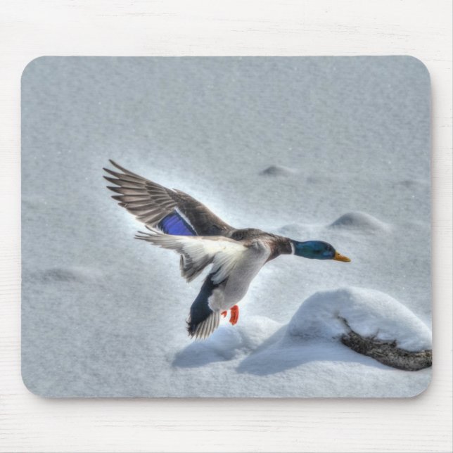 Mallard Duck Wildlife Foto für Vogelliebhaber Mousepad (Vorne)