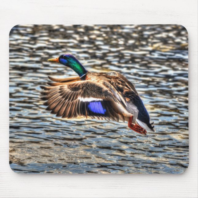 Mallard Duck Wildlife Foto für Vogelliebhaber Mousepad (Vorne)