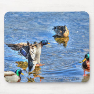 Mallard Duck Wildlife Foto für Vogelliebhaber Mousepad