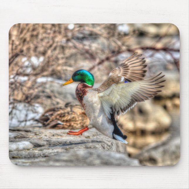 Mallard Duck Wildlife Foto für Vogelliebhaber Mousepad (Vorne)