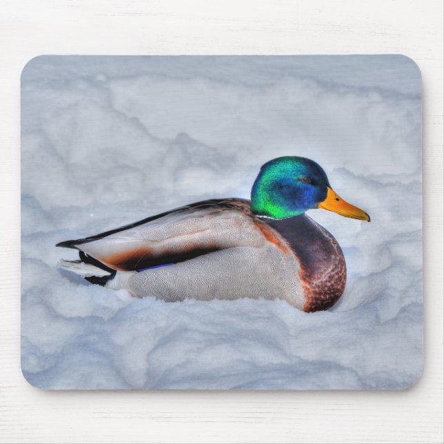 Mallard Duck Wildlife Foto für Vogelliebhaber Mousepad (Vorne)