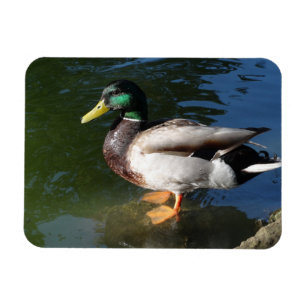 Mallard 	DuckFoto Magnet