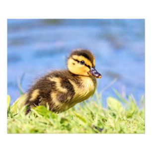 Mallard Duckling Fotodruck