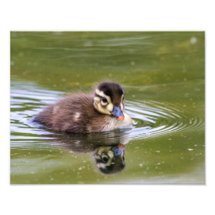 Mallard Duckling Fotodruck