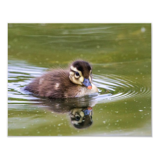 Mallard Duckling Fotodruck (Vorne)
