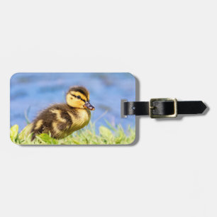 Mallard Duckling Gepäckanhänger