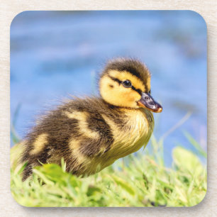 Mallard Duckling Getränkeuntersetzer