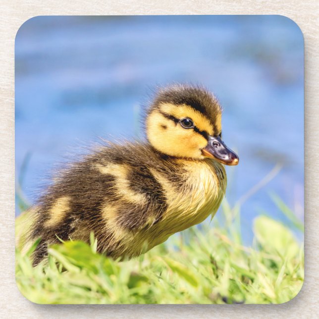 Mallard Duckling Getränkeuntersetzer (Vorderseite)