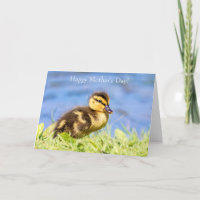 Mallard Duckling