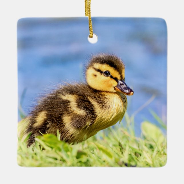 Mallard Duckling Keramikornament (Vorderseite)