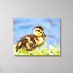 Mallard Duckling Leinwanddruck