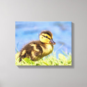 Mallard Duckling Leinwanddruck