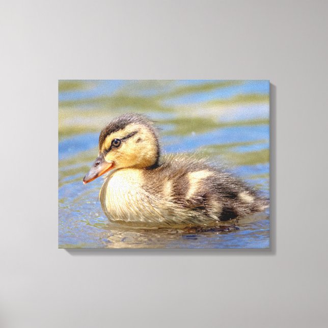 Mallard Duckling Leinwanddruck (Vorderseite)