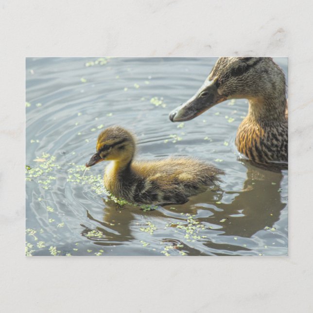 Mallard Duckling mit ihrer Mutter, Postkarte (Vorderseite)