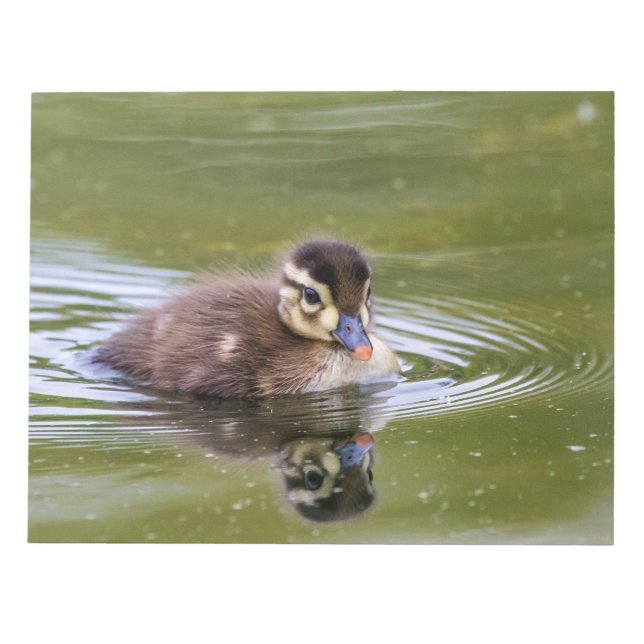 Mallard Duckling Notizblock (Vorderseite)