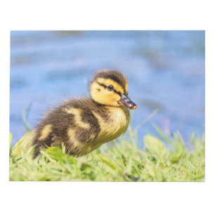 Mallard Duckling Notizblock