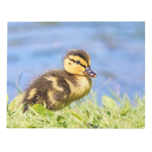 Mallard Duckling Notizblock (Vorderseite)