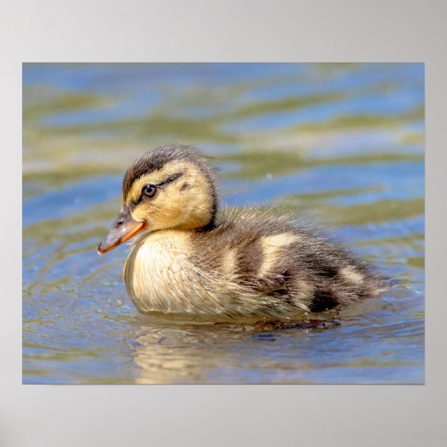Mallard Duckling Poster (Vorne)