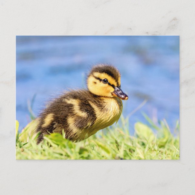 Mallard Duckling Postkarte (Vorderseite)
