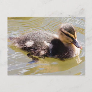 Mallard Duckling Postkarte
